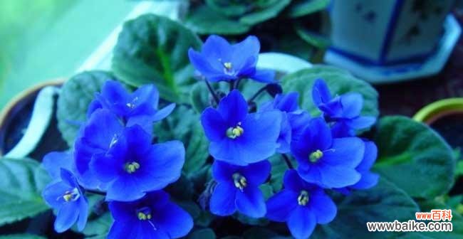 探寻紫罗兰花语的内涵与象征,唤起人们内心深处的情感与回忆 紫罗兰花语的深意——传递爱与思念的使者