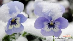 探寻紫罗兰的隐藏意义，追寻花海间的传说 紫罗兰的花语和传说