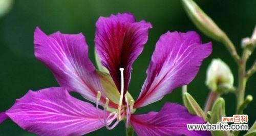 探寻紫荆树的美丽寓意与深刻象征意义 紫荆树的寓意与象征意义