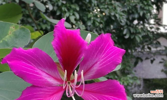 探寻紫荆树的美丽寓意与深刻象征意义 紫荆树的寓意与象征意义