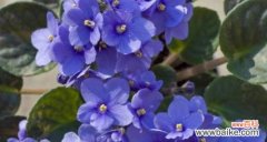 紫罗兰的花语、象征和象征意义 紫罗兰花语解读