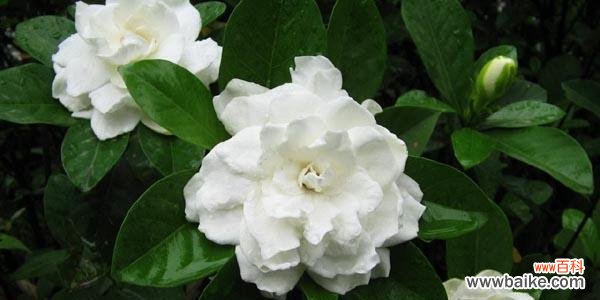 探索栀子花的隐藏花语 栀子花花语的深意