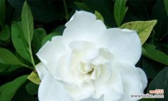 解析栀子花的象征与意义 探秘栀子花的花语之谜