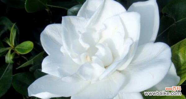 探寻栀子花的内涵与象征 栀子花花语及象征意义