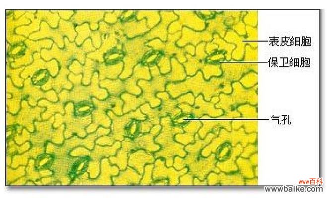 探究植物呼吸的重要性与作用 植物呼吸作用的意义