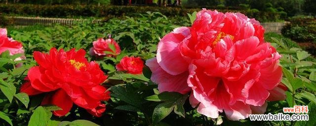中国国花牡丹的丰富象征意义 牡丹花