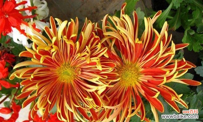 揭示名花背后的象征意义 中国十大名花