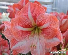 探索朱顶红的花语和意义 朱顶红花语与寓意——热情、爱情与生机的象征