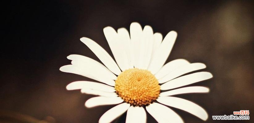 用皱菊花传递坚韧 皱菊花的寓意与象征