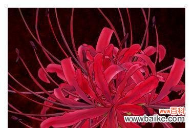 调侃凋谢的花语是什么意思？凋谢的花在花语中代表什么？