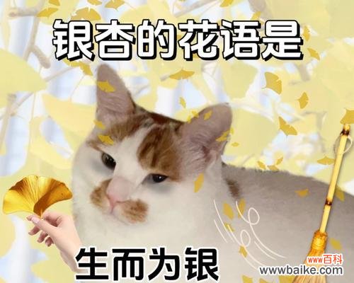 调侃凋谢的花语是什么意思？凋谢的花在花语中代表什么？