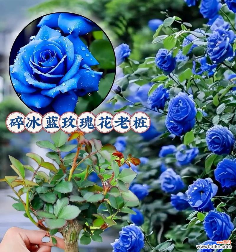 15朵人鱼妖姬花的含义是什么？