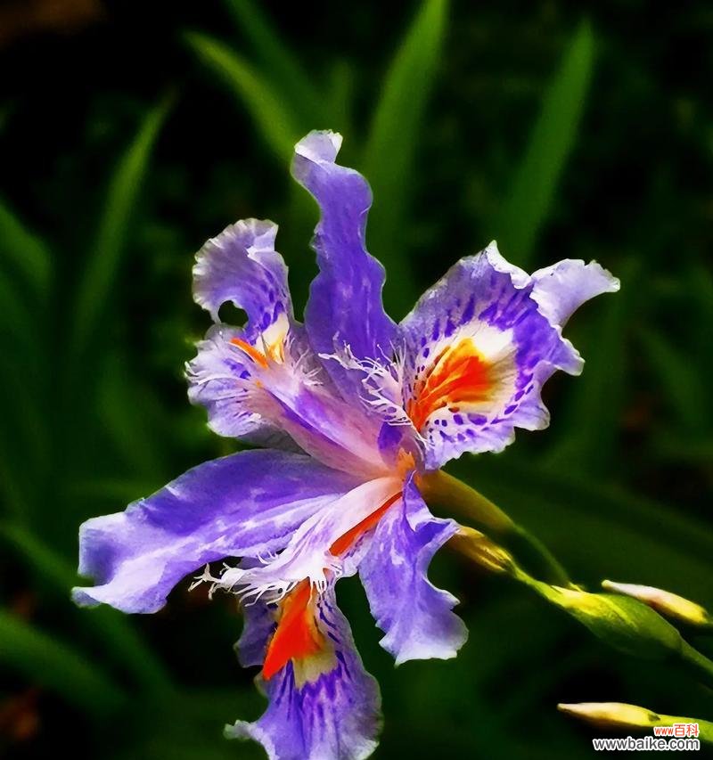 15朵人鱼妖姬花的含义是什么？