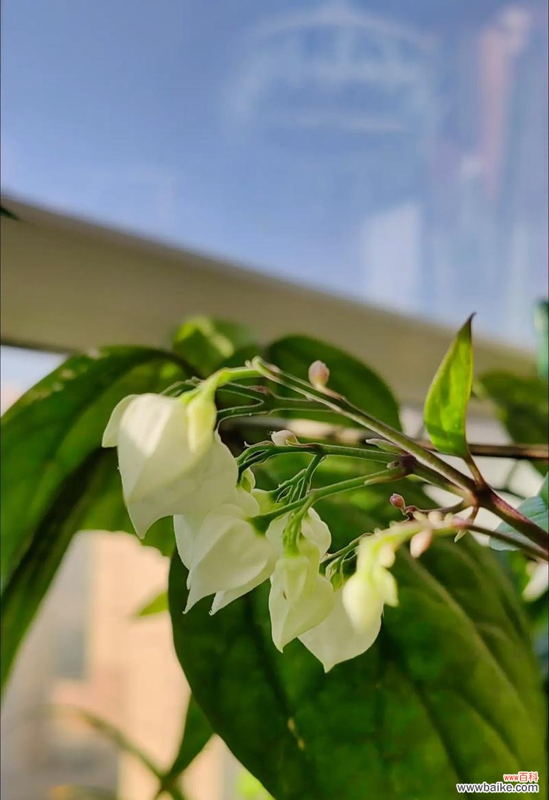 哪些花的花语代表着幸福和如意？它们各自有何含义？