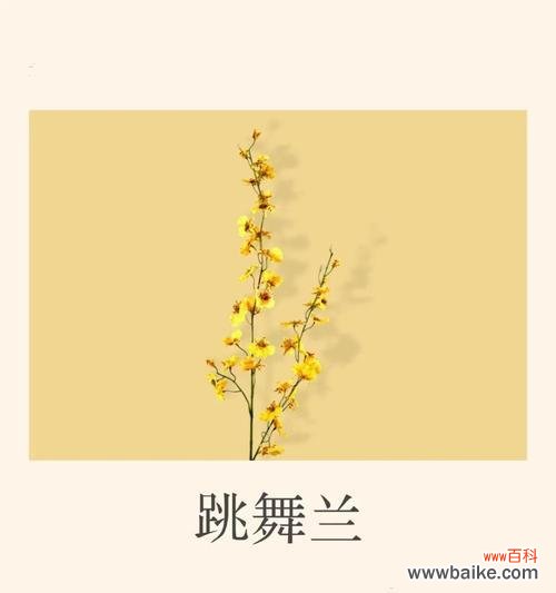 哪些花的花语代表着幸福和如意？它们各自有何含义？