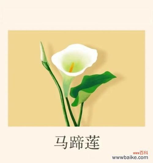 哪些花的花语代表着幸福和如意？它们各自有何含义？
