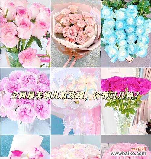 变玫瑰花给女孩子代表什么？变玫瑰花语是什么？