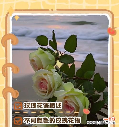 变玫瑰花给女孩子代表什么？变玫瑰花语是什么？