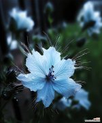 哪种花代表思念？花语中思念的含义是什么？