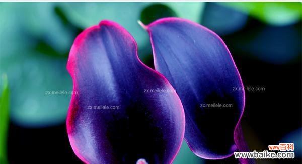 蓝荷花烟的花语有何独特之处？