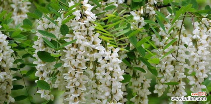 槐树花的花语和寓意是什么？