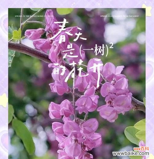 槐树花的花语和寓意是什么？