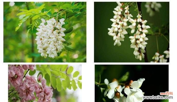 槐树花的花语和寓意是什么？