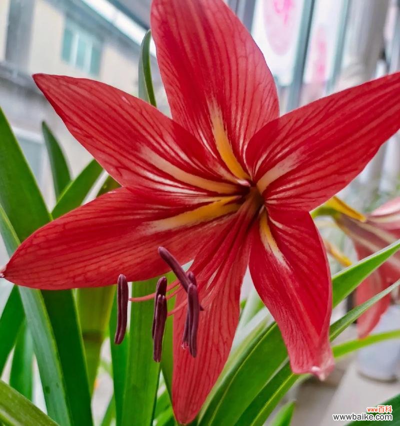 土朱顶红品种的花语是什么？它有什么特别的含义？