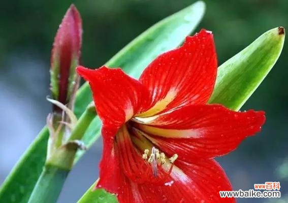 土朱顶红品种的花语是什么？它有什么特别的含义？