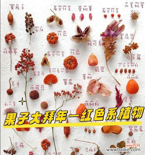 土朱顶红品种的花语是什么？它有什么特别的含义？