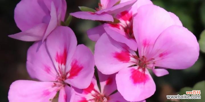 探秘紫罗兰花的深刻象征意义 紫罗兰的花语与寓意