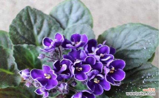 探秘紫罗兰花的深刻象征意义 紫罗兰的花语与寓意