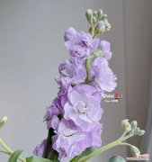 探秘紫罗兰花的深刻象征意义 紫罗兰的花语与寓意