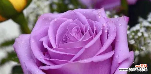 揭开紫玫瑰花语的神秘面纱 紫玫瑰