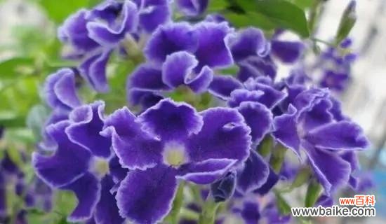探索紫罗兰所代表的美丽与深刻内涵 紫罗兰的寓意与意义
