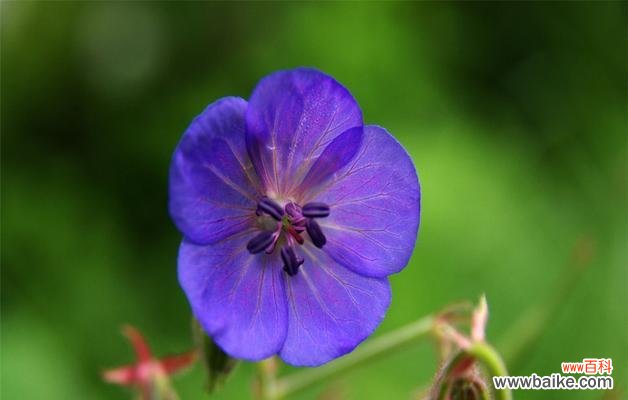 探索紫罗兰所代表的美丽与深刻内涵 紫罗兰的寓意与意义