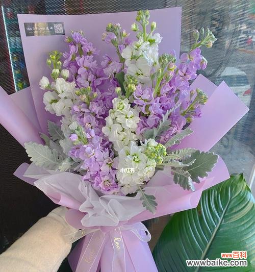 探索紫罗兰所代表的美丽与深刻内涵 紫罗兰的寓意与意义