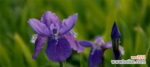 探寻紫罗兰花语的深层内涵 紫罗兰花语的意义与象征