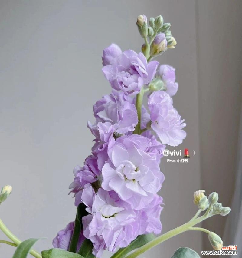 探寻紫罗兰花语的深层内涵 紫罗兰花语的意义与象征