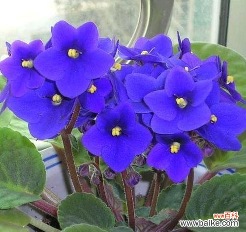 探寻紫罗兰花语的深层内涵 紫罗兰花语的意义与象征