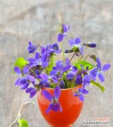 传承百年的纯洁与坚韧——紫罗兰花的文化意义 紫罗兰花的寓意及象征意义