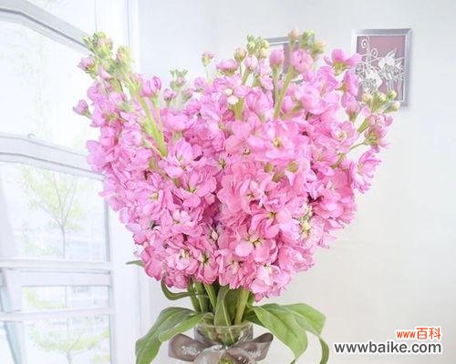 探索紫罗兰花语的深刻内涵与文化传统 紫罗兰花语的意义及传承