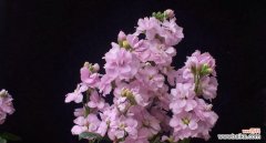 传递情感，用紫罗兰花语赠送有意义的礼物 紫罗兰花语