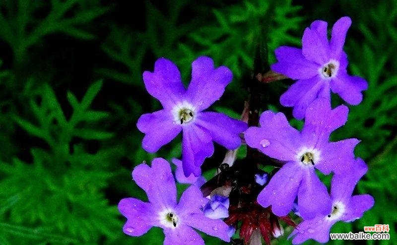 探寻紫罗兰花语的丰富内涵 紫罗兰花语——寓意和传承