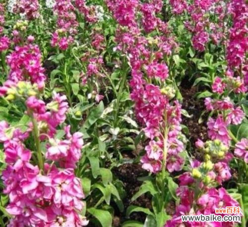 探寻紫罗兰花语的丰富内涵 紫罗兰花语——寓意和传承