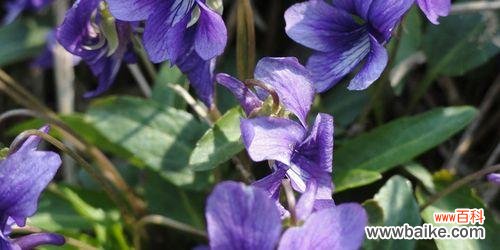 探寻紫罗兰花语的丰富内涵 紫罗兰花语——寓意和传承