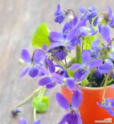 探索紫罗兰花语的深刻内涵，传达情感的美妙方式 紫罗兰花语的寓意及其重要性