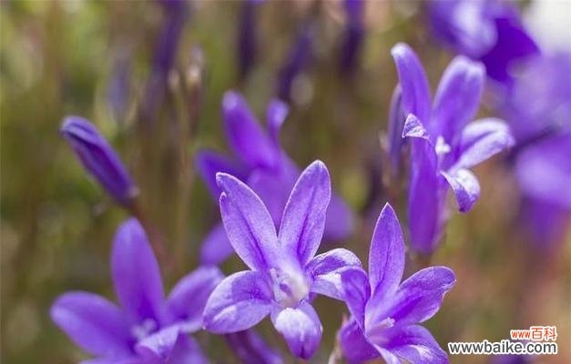 探索紫罗兰花语的深刻内涵，传达情感的美妙方式 紫罗兰花语的寓意及其重要性