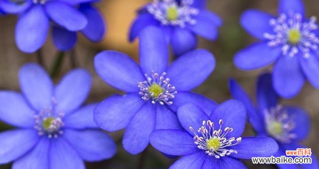 探索紫罗兰花语的深刻内涵，传达情感的美妙方式 紫罗兰花语的寓意及其重要性