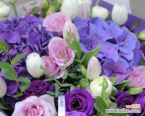 解读紫玫瑰的象征意义及文化背景 紫玫瑰